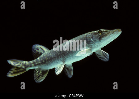 Hecht (Esox Lucius) Stockfoto
