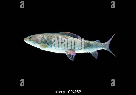 Äsche (Thymallus Thymallus) Stockfoto