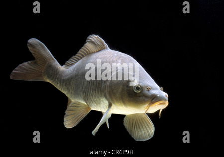 Karpfen (Cyprinus Carpio) Stockfoto