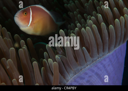 Rosa Anemonenfische (Amphiprion Perideraion) und Kommensalen Garnelen herausschauen aus einer Anemone-Kugel Stockfoto