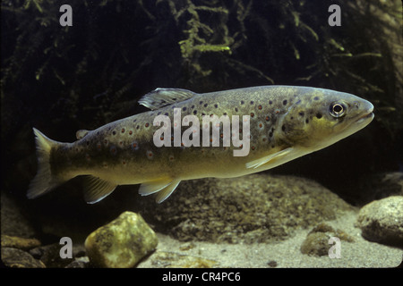 Bachforelle (Salmo Trutta Fario) Stockfoto