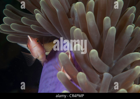 Rosa Anemonenfische (Amphiprion Perideraion) auf einem lila Anemone-Ball in der Lembeh-Straße Stockfoto