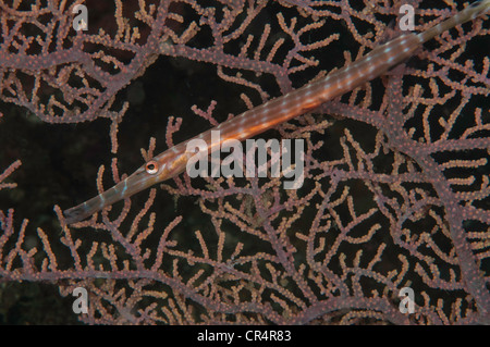 (Aulostomus Maculatus) Trumpetfish versteckt gegen Gorgonien Fan Korallen in der Lembeh-Straße Stockfoto