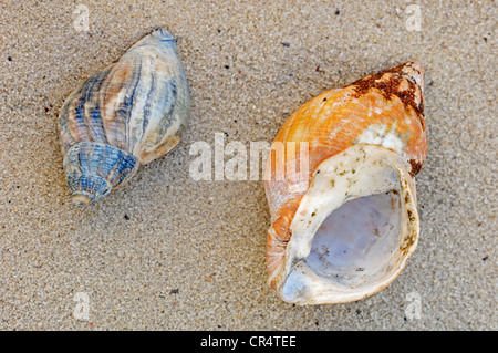 Schalen der gemeinsamen Wellhornschnecke (Buccinum Undatum), Niederlande, Europa Stockfoto