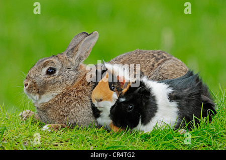 Zwerg Kaninchen (Oryctolagus Cuniculus Forma Domestica) und zwei Meerschweinchen (Cavia Porcellus) Stockfoto