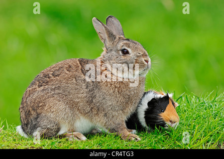 Zwerg Kaninchen (Oryctolagus Cuniculus Forma Domestica) und Meerschweinchen (Cavia Porcellus) Stockfoto