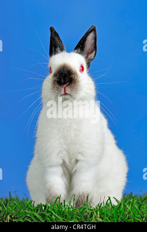 Schwarz Himi Zwerg Kaninchen (Oryctolagus Cuniculus Forma Domestica) Stockfoto