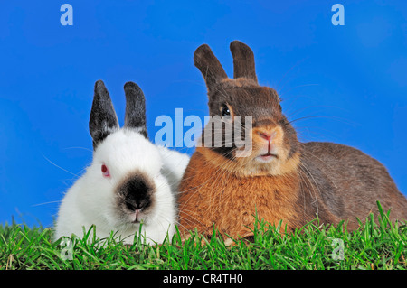 Schwarze Himi und Tawny Brown Zwergkaninchen (Oryctolagus Cuniculus Forma Domestica) Stockfoto