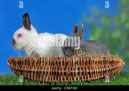 Schwarze Himi und Gebühr de Marbourg Zwergkaninchen (Oryctolagus Cuniculus Forma Domestica) in einem Korb Stockfoto