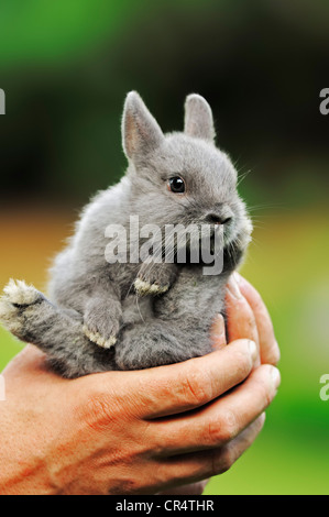 Junge Fee de Marbourg Zwerg Kaninchen (Oryctolagus Cuniculus Forma Domestica) in einer Hand gehalten Stockfoto