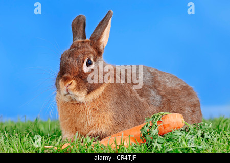 Tawny Brown Zwerg Kaninchen (Oryctolagus Cuniculus Forma Domestica) mit einer Karotte Stockfoto