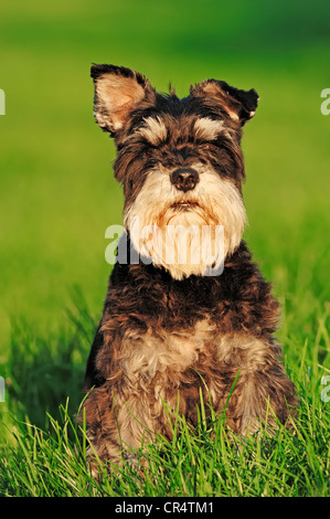 Zwergschnauzer (Canis Lupus Familiaris), schwarz und Silber, Deutschland, Europa Stockfoto