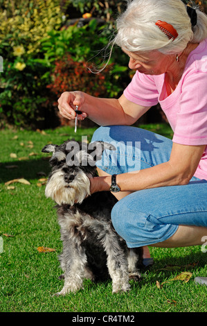 Frau einen Zwergschnauzer (Canis Lupus Familiaris) eine europäische Rizinuspflanze Zecke (Ixodes Ricinus) entfernen Stockfoto