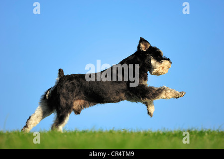 Zwergschnauzer (Canis Lupus Familiaris), schwarz und Silber, Deutschland, Europa Stockfoto