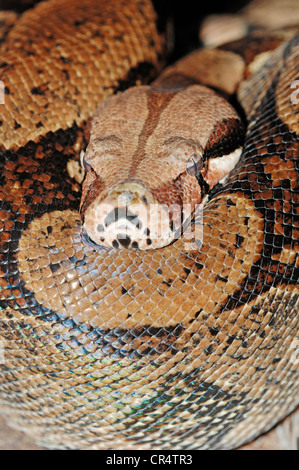 Abgottschlangen (Boa Constrictor), heimisch in Südamerika, in Gefangenschaft, North Rhine-Westphalia, Deutschland, Europa Stockfoto