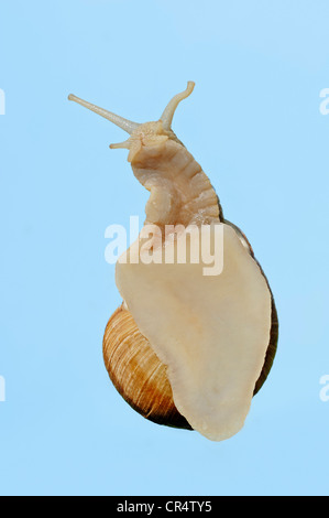 Burgund-Schnecke oder essbare Schnecke (Helix Pomatia) von unten Stockfoto