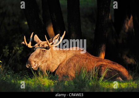 Eurasischen Elch (Alces Alces Alces), Stier, in Gefangenschaft, North Rhine-Westphalia, Deutschland, Europa Stockfoto