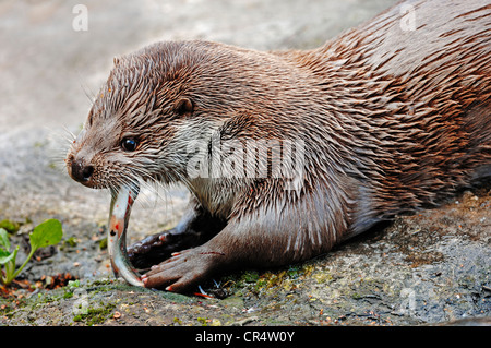 Europäische Otter (Lutra Lutra) ein Fisch, in Gefangenschaft, North Rhine-Westphalia, Deutschland, Europa Stockfoto