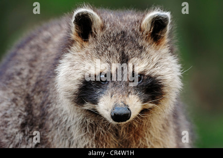 Nordamerikanischer Waschbär (Procyon Lotor), Porträt, in Nordamerika, in Gefangenschaft, North Rhine-Westphalia, Deutschland, Europa Stockfoto