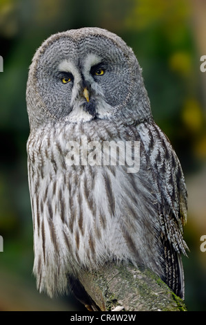 Eurasische großen grau-Eule (Strix Nebulosa Lapponica), ursprünglich aus Europa und Asien, in Gefangenschaft, North Rhine-Westphalia Stockfoto