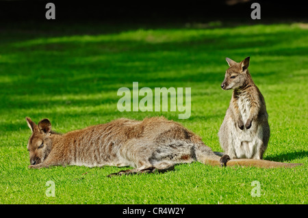 Bennett Wallaby oder Red-necked Wallaby (Macropus Rufogriseus), Weibchen mit jungen, Eingeborener nach Australien, in Gefangenschaft Stockfoto