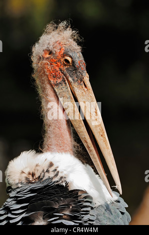 Marabou Storch (Leptoptilos Crumeniferus), Porträt, ursprünglich aus Afrika, in Gefangenschaft, Deutschland, Europa Stockfoto