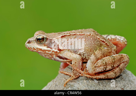 Europäische Grasfrosch (Rana Temporaria), Nordrhein-Westfalen, Deutschland, Europa Stockfoto