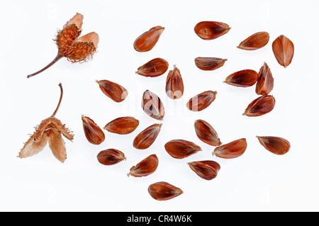 Bucheckern Buche oder Rotbuche (Fagus Sylvatica) Stockfoto