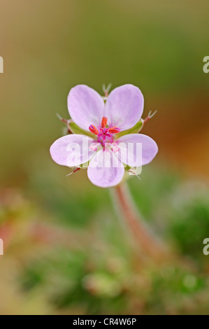 Redstem Filaree oder gemeinsame Stork es-Rechnung (Erodium Cicutarium), Texel, Niederlande, Europa Stockfoto