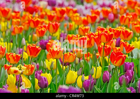 Tulpen (Tulipa sp.) Stockfoto