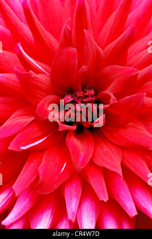 Semi-Cactus-Dahlie (Dahlia X cultorum), Blume detail Stockfoto