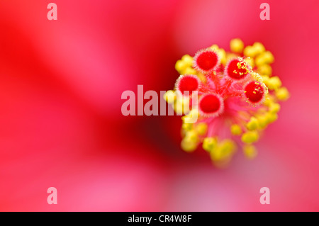 Chinesischen Hibiskus oder China-Rose (Hibiscus Rosa-Sinensis), Blume-detail Stockfoto