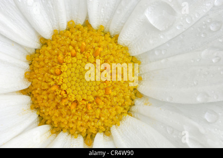 Ochsen-Auge Daisy (Leucanthemum Vulgare, Chrysanthemum Leucanthemum), Blume Detail mit Wassertropfen, North Rhine-Westphalia Stockfoto