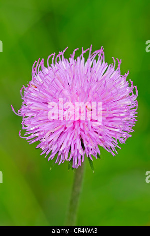 Alpine Distel (Blütenstandsboden Defloratus), Nationalpark Berchtesgaden, Bayern, Deutschland, Europa Stockfoto