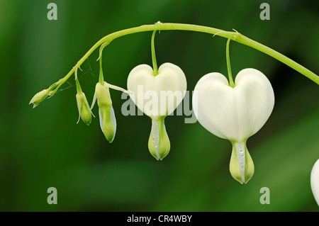 Altmodische Gutmensch oder Lyra-Blume (Dicentra Spectabilis) Stockfoto