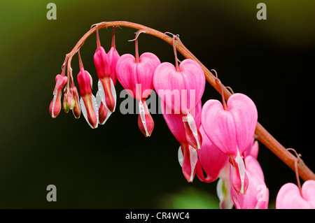 Altmodische Gutmensch oder Lyra-Blume (Dicentra Spectabilis) Stockfoto