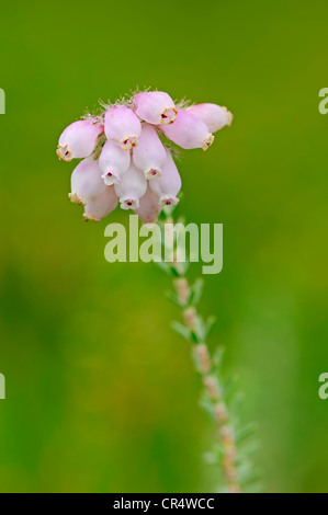 Glockenheide (Erica Tetralix), Blüte Stockfoto