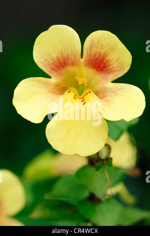 Gelbe Affe-Blume, Blutstropfen Emlets Affe Moschus (Mimulus Luteus) Stockfoto