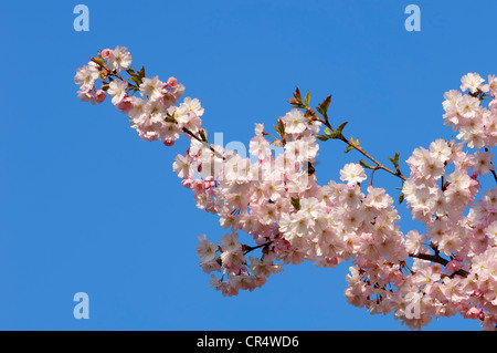 Japanische Kirsche, Cherry Hill, orientalische Kirsche oder ostasiatische Kirsche (Prunus Serrulata), blüht im Frühjahr Stockfoto