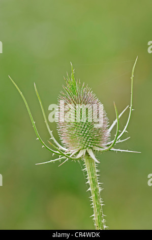 Fuller's Karde und wilden Karde (Dipsacus Sylvestris, Dipsacus Silvester, Dipsacus Fullonum), Blüte, North Rhine-Westphalia Stockfoto