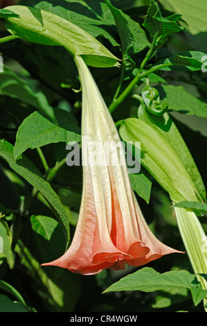 Engelstrompete (Brugmansia Suaveolens), Blume Stockfoto