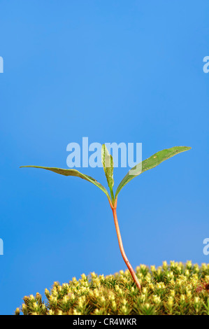 Europäische Buche (Fagus Sylvatica) Sämling, North Rhine-Westphalia, Germany, Europa Stockfoto