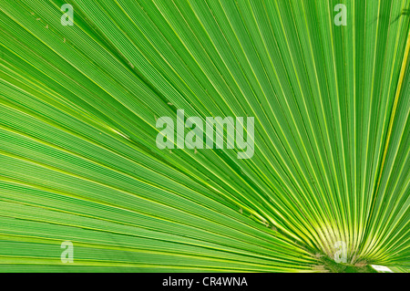 Sägepalme (Serenoa Repens), Blatt Detail, Florida, USA Stockfoto