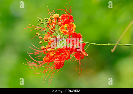 Peacock Flower, Barbados' Pride (Caesalpinia Pulcherrima) Stockfoto