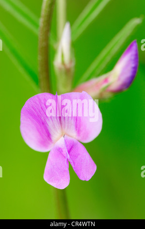 Bush-Wicke (Vicia Sepium), blühend, North Rhine-Westphalia, Germany, Europe Stockfoto