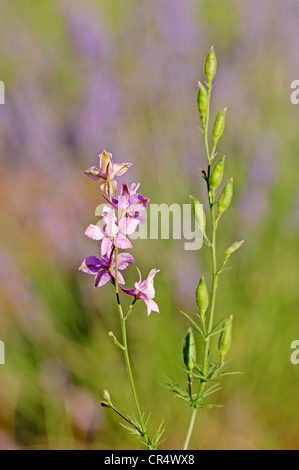 Rakete Rittersporn (Delphinium Ajacis, Konsolidierung Ajacis, Konsolidierung Ambigua), Provence-Alpes-Cote d ' Azur, Südfrankreich, Frankreich Stockfoto