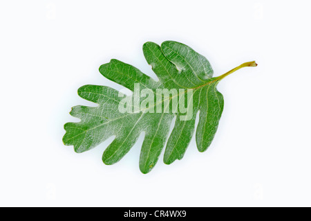 Pyrenäen-Eiche (Quercus Pyrenaica), Blatt Stockfoto