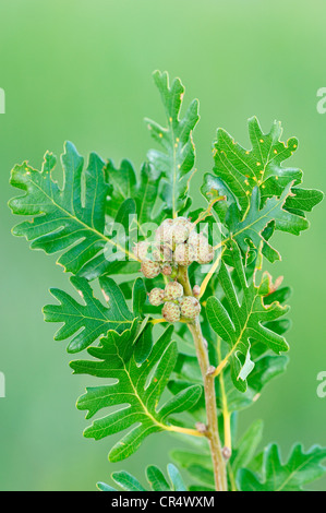 Pyrenäen-Eiche (Quercus Pyrenaica), Zweig mit Blättern und Eicheln, Provence, Südfrankreich, Frankreich, Europa Stockfoto