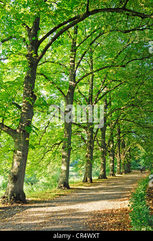 Kalk von Bäumen oder Linden (Tilia spec.) neben einem Pfad, North Rhine-Westphalia, Germany, Europa Stockfoto