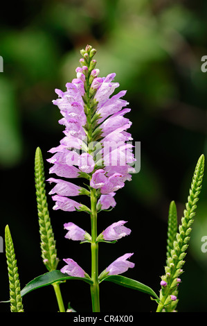 Gehorsam Pflanze oder falsche Drachenkopf (Physostegia Virginiana), in Nordamerika heimisch Stockfoto